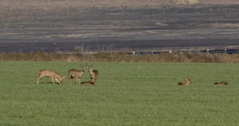 Some Roe deer (capreolus capreolus) in front of brown coal excavator - wildlife Stock Footage 86645800