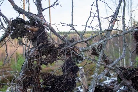 Some roots and branches Stock Photos
