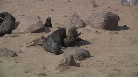 Some sea lions living in Namibia beach Stock Footage 59189369