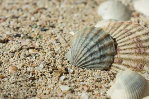 Some sea shells in sand close up Stock Photos