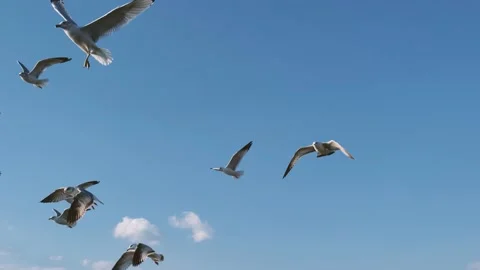Some Seagulls flying - slowed down Stock Footage 234255552