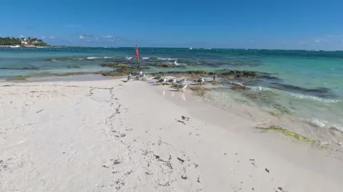 Some seagulls resting on the beach Vídeo Stock 230186170