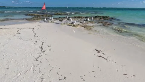 Some seagulls resting on the beach Stock Footage 230186202