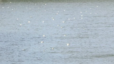 Some seagulls in the river Entella Stock Footage 57664908