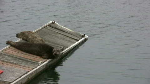 Some seals are resting on dock in San Francisco Bay Stock-Footage 360630