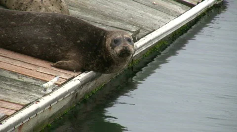 Some seals are resting on dock in San Francisco Bay Stock-Footage 360631