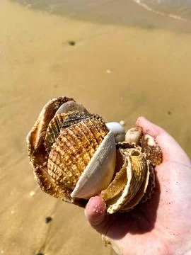 Some seashells on the beach Stock Photos