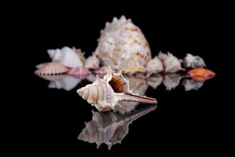Some seashells isolated on black background, close up . Stock Photos