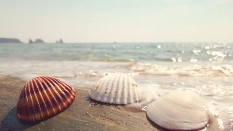 Some seashells washed by a sea wave Video stock 138797377