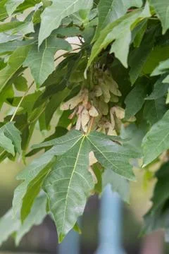 Some seeds of the big leaf maple. Stock Photos