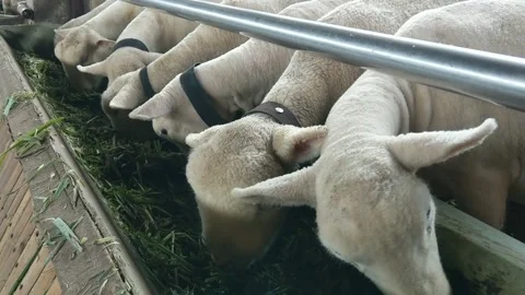 Some sheep are eating grass in the barn Stock Footage 234665341
