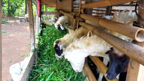 Some sheep eating grass in a pen Stock Footage 285435541