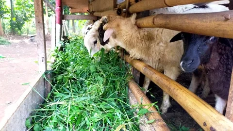 Some sheep eating grass in a pen Stock Footage 285435546