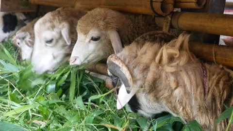 Some sheep eating grass in a pen Stock Footage 300859583