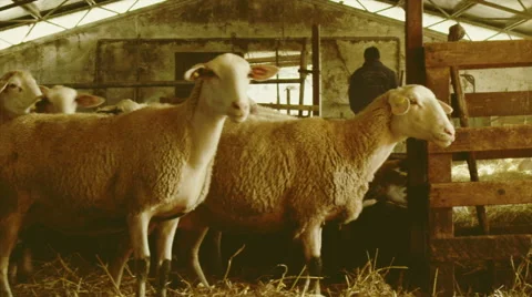 Some sheep walking in the fold with the shepherd Stock Footage 64755316