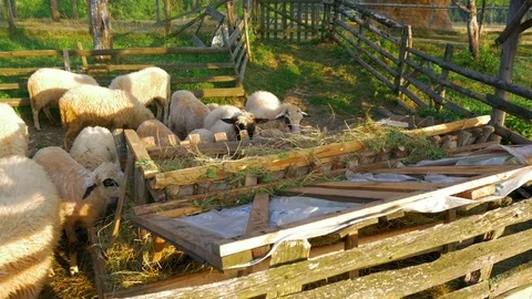 Some sheeps eating freshly moved grass from hayrack in slow-motion hd Stock Footage
