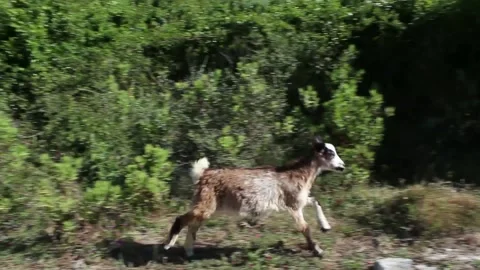 Some sheeps running. Stock Footage 114238573