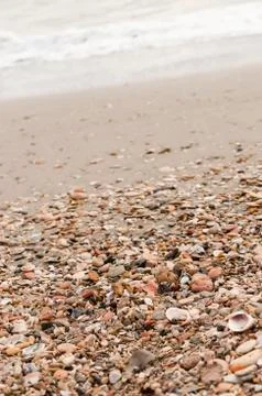 Some shells arrive on the beach after a storm 写真素材