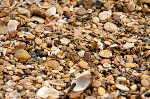 Some shells arrive on the beach Stock Photos