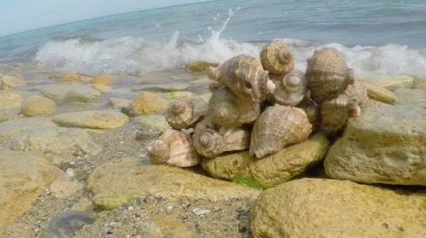Some Shells on the Beach Stock Footage 51396448