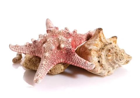 Some shells from the ocean isolated on white background. Stock Photos