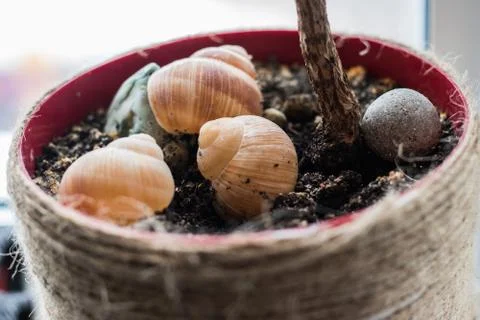 Some shells in a plant pot Stock Photos