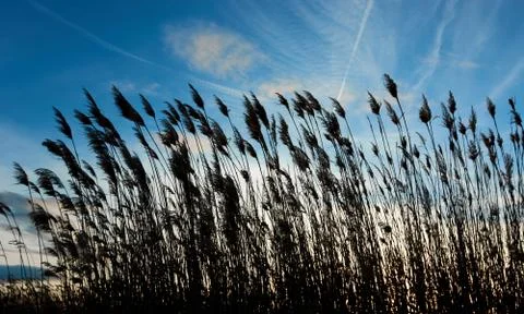 Some silhouettes of feather dusters Stock Photos