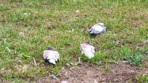 Some sleeping pigeons lying on the ground and the grass of a park 库存影片 155269176