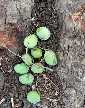 Some small mango found in mango tree Foto stock