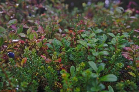 Some small plants on the ground Stock Photos