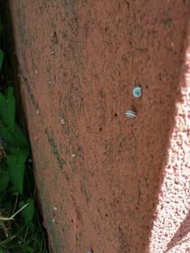 Some small snails resting in the shade Stock Photos