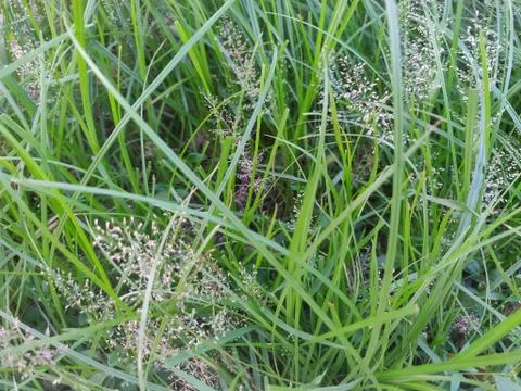 Some small spore middle of some green colored bush on fresh soil,growing beau Stock Photos