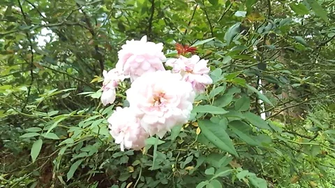 Some small white rose flower on the tree Stock Footage 124402158