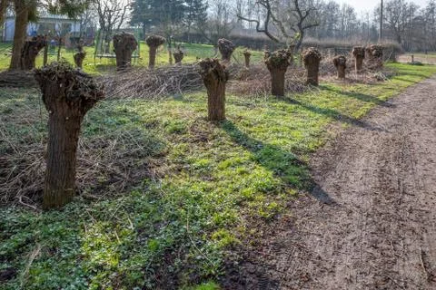 Some small willow trees were cut down in spring and the cutting is next to th Stock Photos