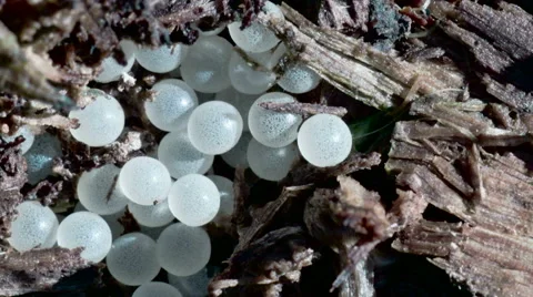 Some of the snail eggs on the  logs Vídeos de archivo 64379214
