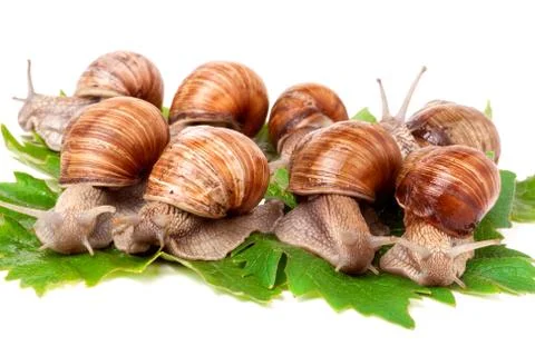 Some snails crawling on the grape leaves white background Stockfoto's