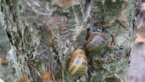 Some snails living in an apple tree Stock Footage 234593619