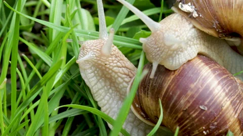 Some snails slowly moving in green grass Видео 195209444