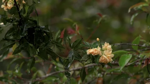 Some soft rain falling over yellow lady Banks roses, in a garden near the col Stock Footage 305785246