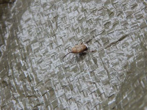 Some sort alien bug weevil Stock-Fotos