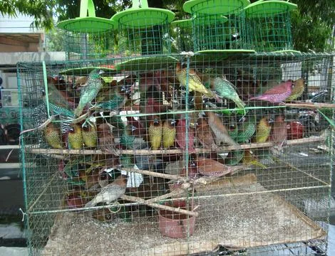 Some sparrows on a cage 스톡 사진