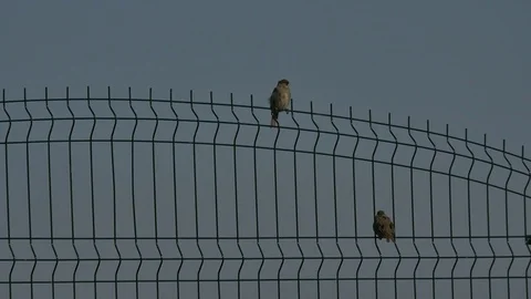Some sparrows seating on the fence HD Video stock 79053163