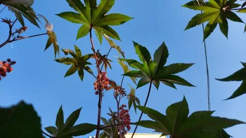 Some special leaf, foliage background sky Stock Photos