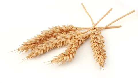 Some spikelets of wheat Stock-Fotos