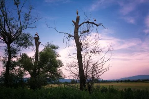 Some storks on bare trees at sunset Stock-Fotos