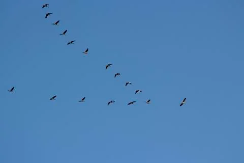 Some storks migrating forming an V shape Stock-Fotos