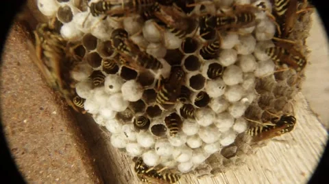 Some Striped Wasps Crawl Over Honeycomb Closeup Time Lapse Shooting Stock-Footage 66242096