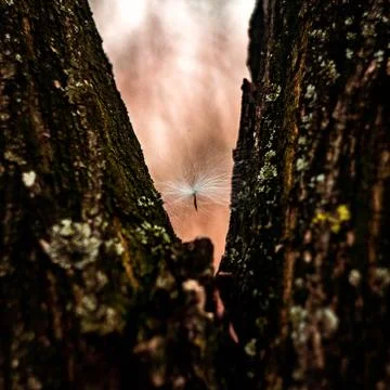 Some stuff in the tree Stock Photos