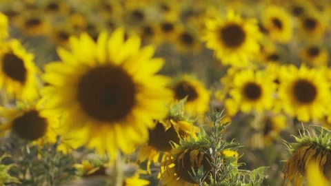Some sunflowers in a dreamy field with sunshine light, focus moving from the sun Stock Footage
