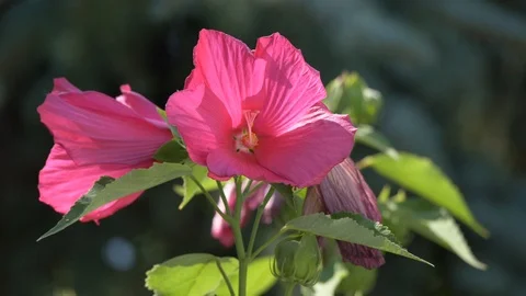 Some swamp rose-mallow flowers ( Hibiscus moscheutos ) Video stock 93286341
